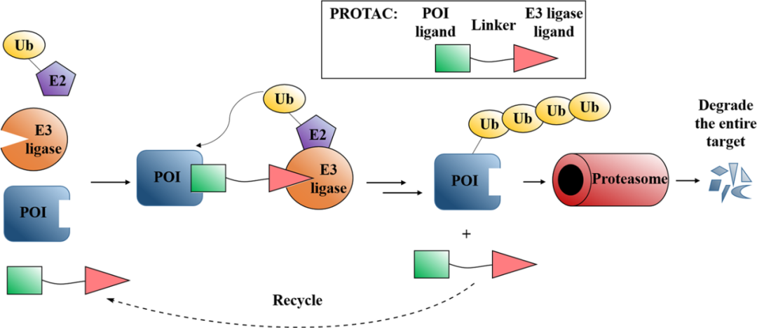 E3 Ubiquitin Ligase Ligands in PROTACs Technology